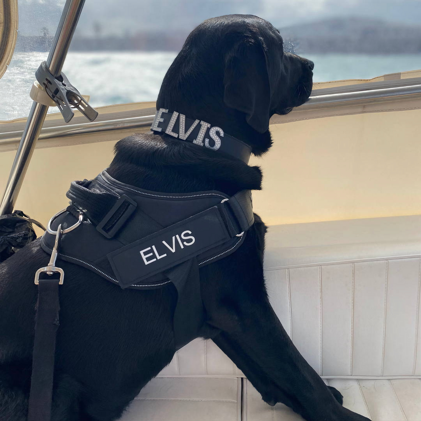 Personalized No-Pull Dog Harness